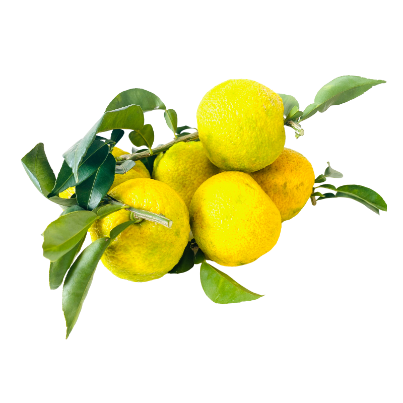 LIMAO CAVIAR E CO - Limão Yuzu Caixa de 6Kg